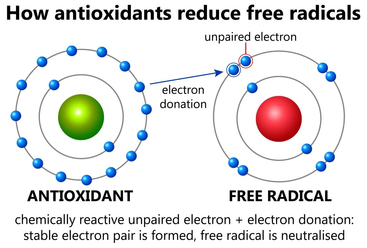 What Are Free Radicals and Antioxidants? | PS Fitness