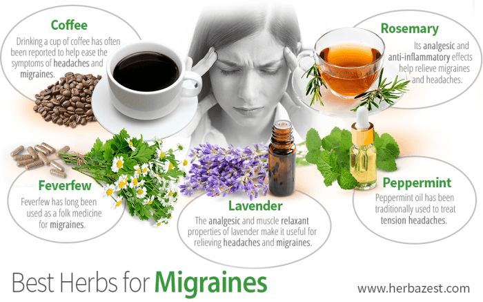 Best Herbs for Migraines | HerbaZest