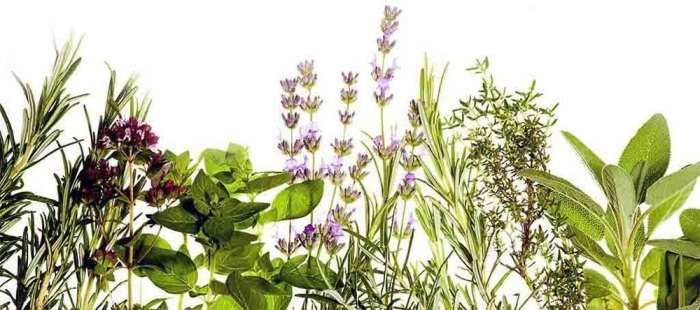 Teh herbal organik terbaik